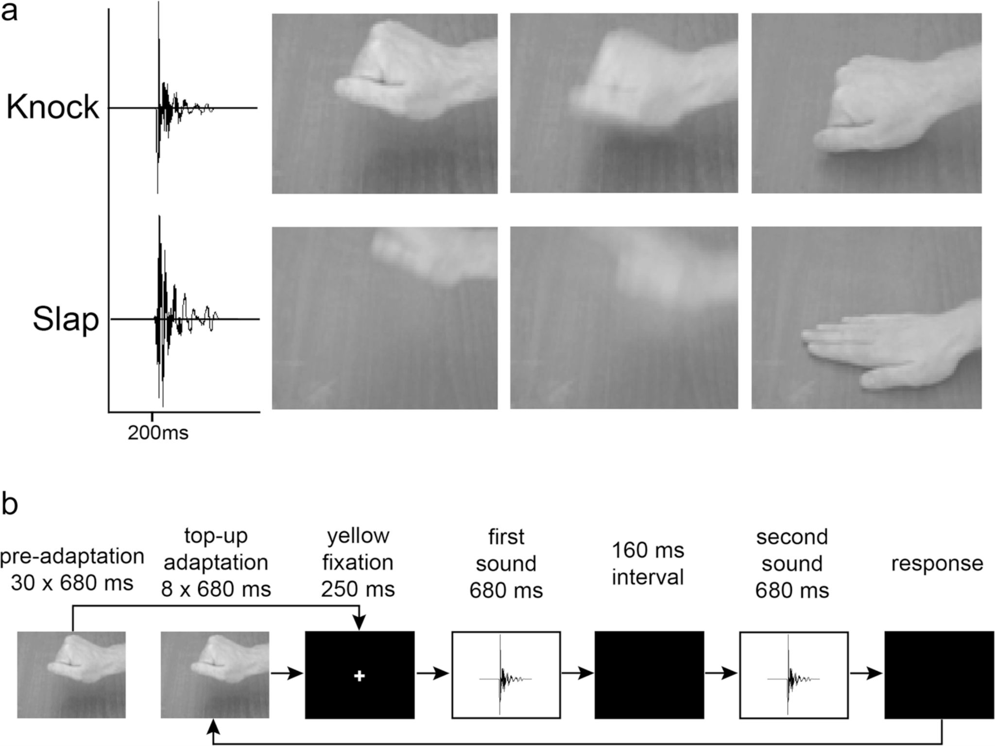 illustration of visual and auditory stimuli of actions used during the experiments