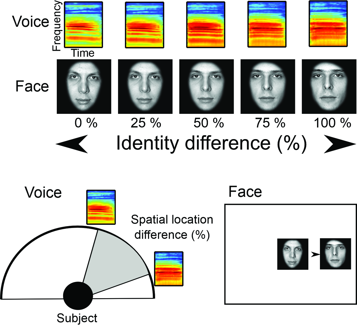 illustration of faces and voices used in the paper showing identity and space variation